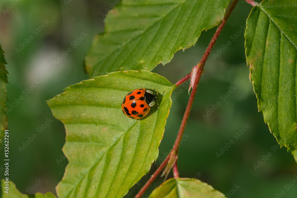 Lady bug on a chewed up leaf. Insect close up.