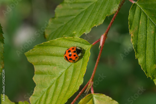 Obraz na płótnie Lady bug on a chewed up leaf. Insect close up. w salonie