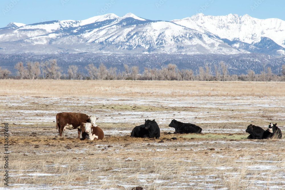 Brown and black beef cattle in snowy Colorado