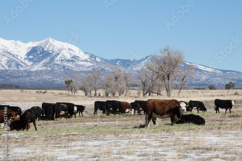 Beef cattle graze on dry grass in wintertime southern Colorado