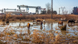 Horses stand in a swamp near the container terminal