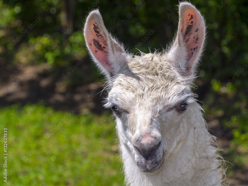 Obraz premium White Llama portrait