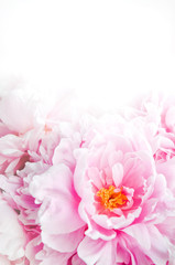 Papier peint photo Pivoines Brassée de pivoines roses pastel  © marychka