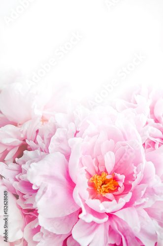 Fresh bunch of pink peonies peony roses flowers. Pastel floral wallpaper, background from flower petals. Trendy color. Bloom love concept. Card, text, copy space.