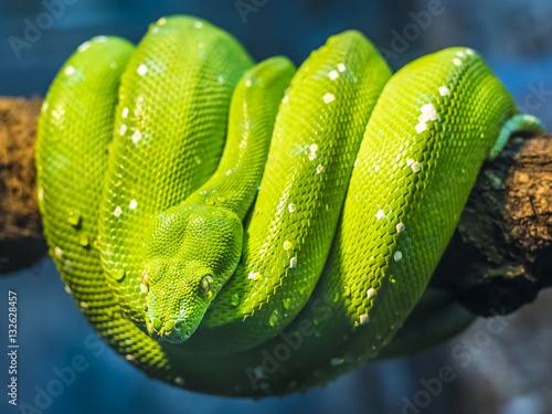 Close-Up of a Green Tree Python snake