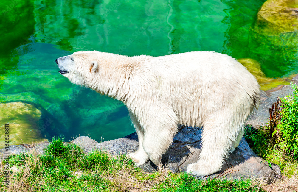 Fototapeta premium Polar Bear