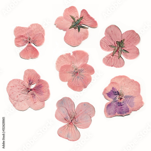 Pressed and dried pink flowers
