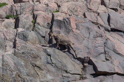 mountain goat on a hill