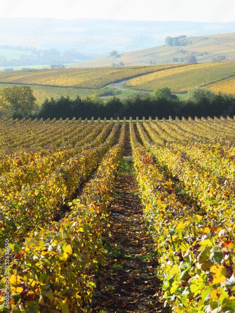 Vigne en automne en Champagne (France)
