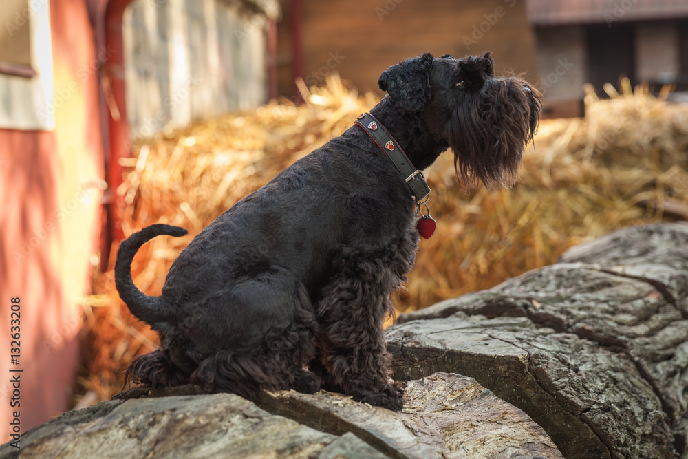 Fotografie Beautiful young girl and her dog black schnauzer on a farm