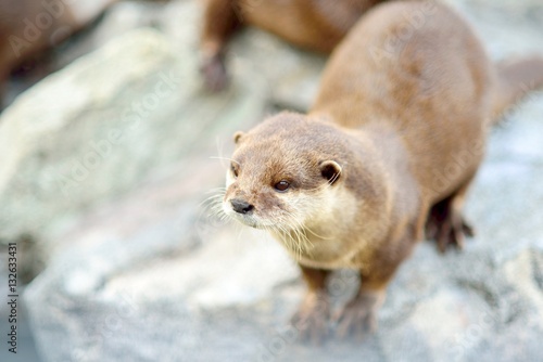 Cute otter closeup. Selective focus on the head.