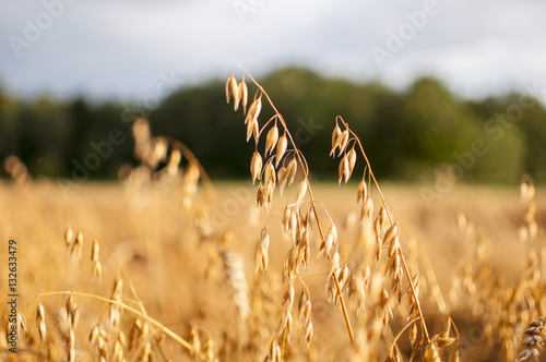 Close up view of oats in the field.
oat growing on field. photo