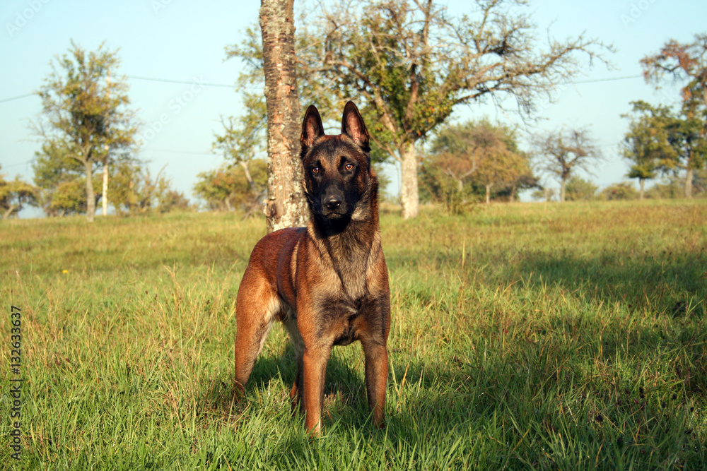 Chien, malinois en pose sur fond de verdure. Chien, malinois en pose sur fond de verdure.