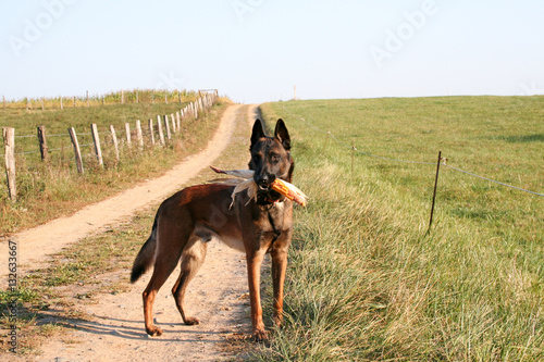 A malinois dog with a corncob in the mouth