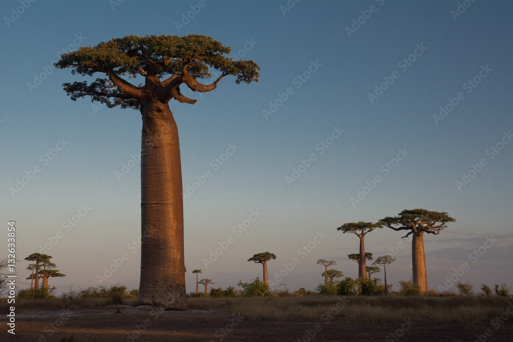 Fototapeta premium Sunset on the Baobabs, Madagascar