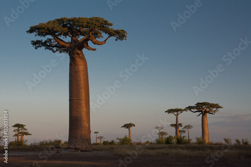 Fotografija Sunset on the Baobabs, Madagascar