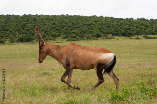 Antilope Safari Sud Africa