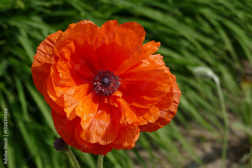 Einzelne Mohnblüte in der Sonne in Nahaufnahme Einzelne Mohnblüte in der Sonne in Nahaufnahme