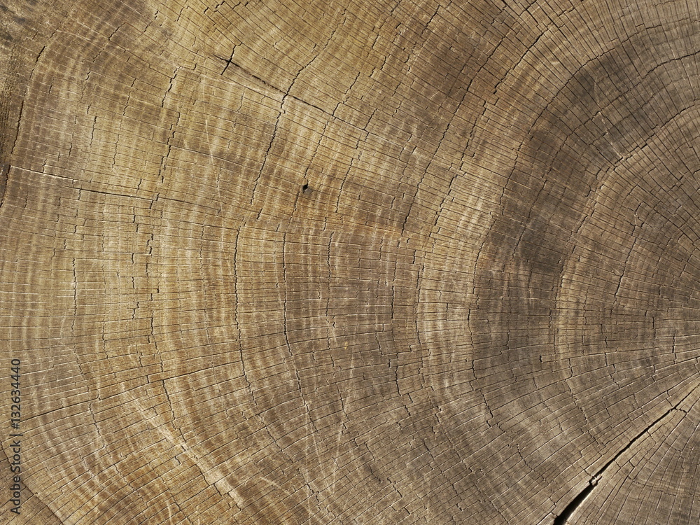 Fototapeta premium Ausschnitt einer Baumscheibe mit Jahresringen