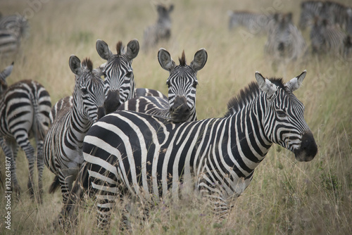Zebra Grouping  Tarangire