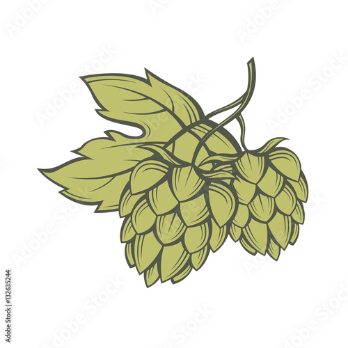 illustration of hops for brewing