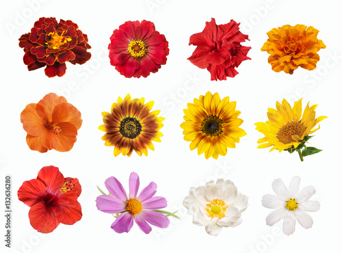 set of brightly colored flowers isolated on white background