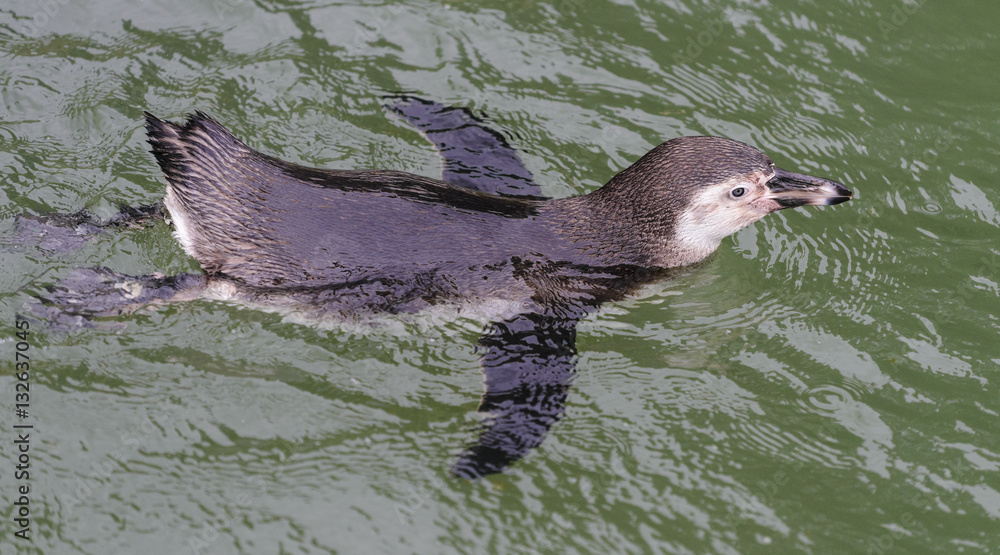 Fototapeta premium Pinguin in water