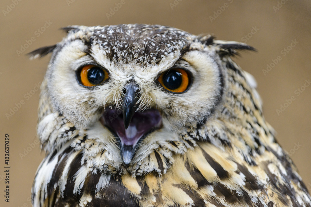 Fototapeta premium A Great Horned Owl (Bubo virginianus) looking concerned.