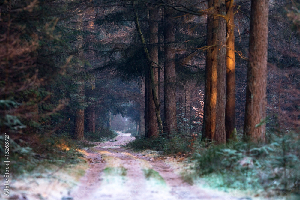 Obraz premium Path in winter pine forest on cold morning.