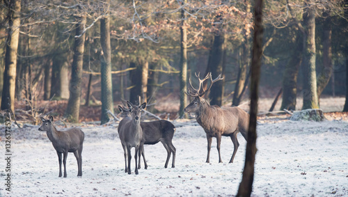 Red deer stag and hinds standing in frozen field.