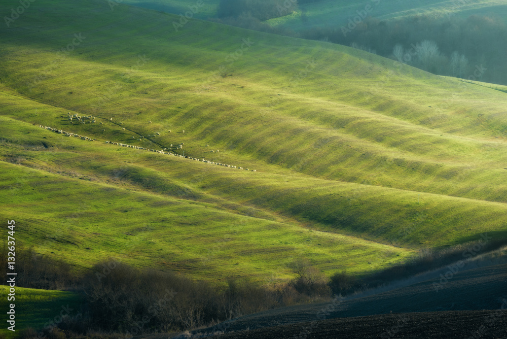 Sheep grazing in the sun on the fields.