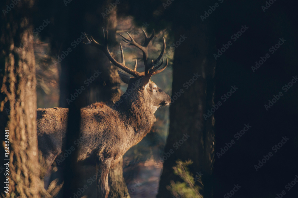 Fototapeta premium Side view of red deer stag in dense forest lit by sunlight.