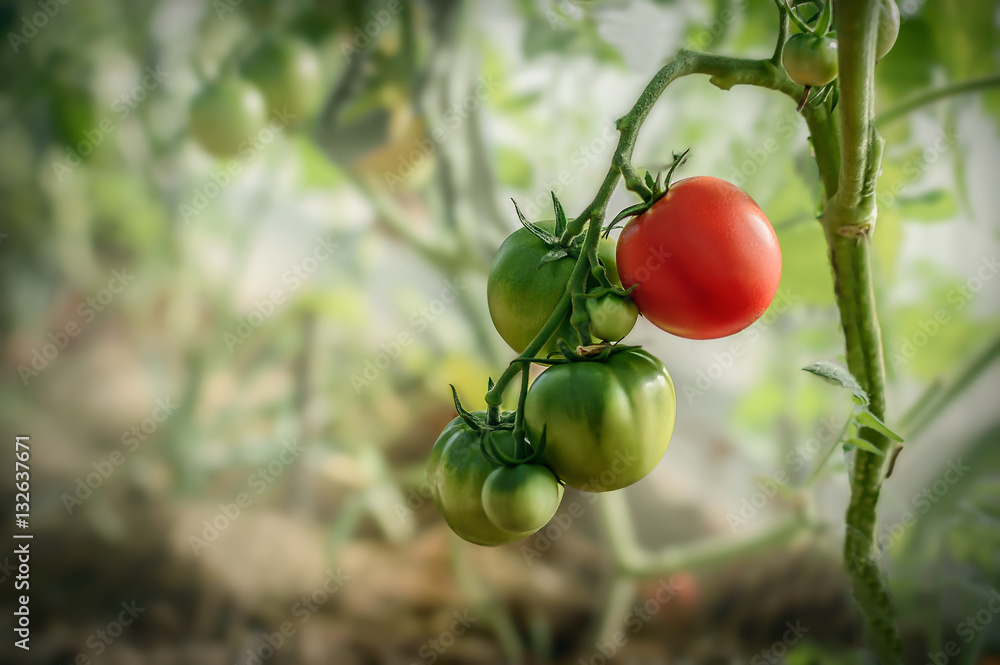 Red and green tomatoes growing in a greenhouse in the sprigs summer Red and green tomatoes growing in a greenhouse in the sprigs summer
