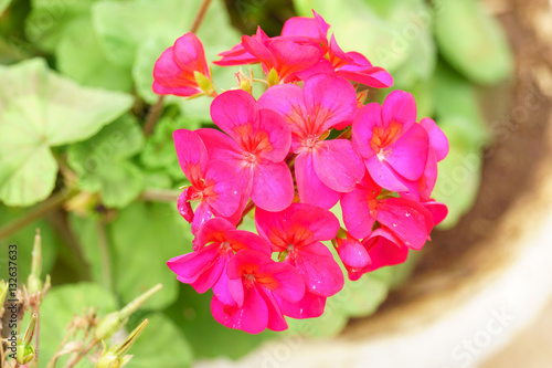 Fototapeta Naklejka Na Ścianę i Meble -  Red geranium flower close up