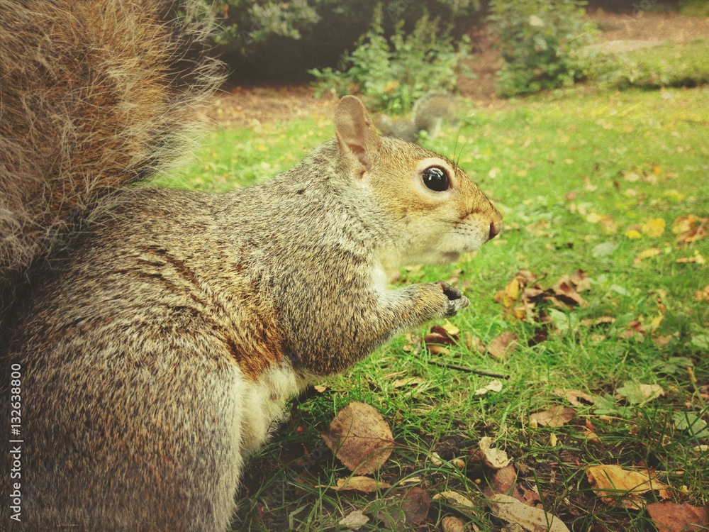 Squirrel eating peanuts Squirrel eating peanuts