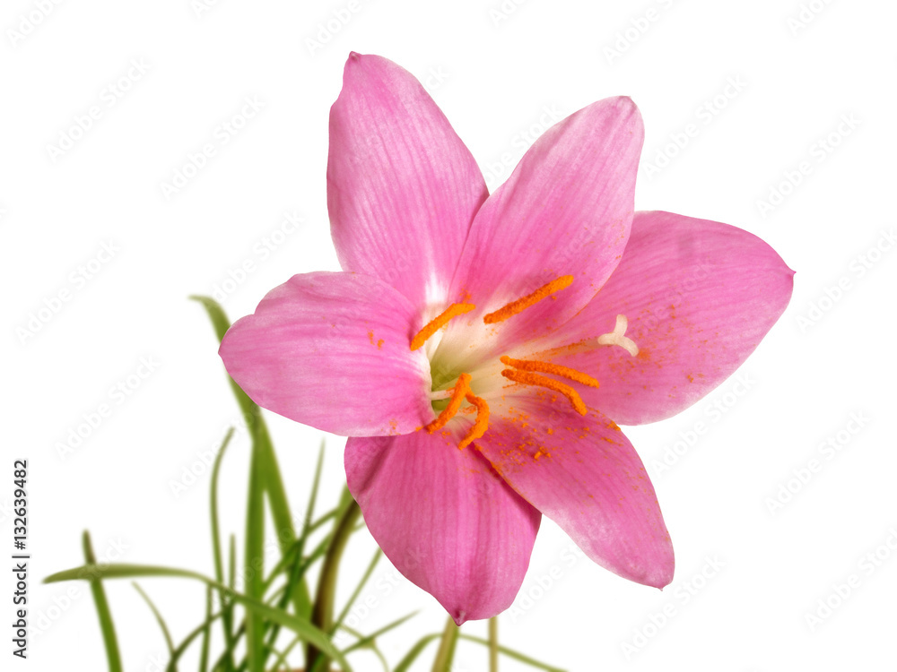 pink primrose isolated StockFoto Adobe Stock
