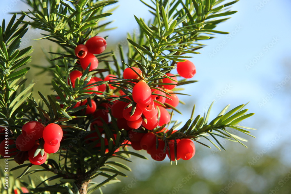 Eibe StockFoto Adobe Stock