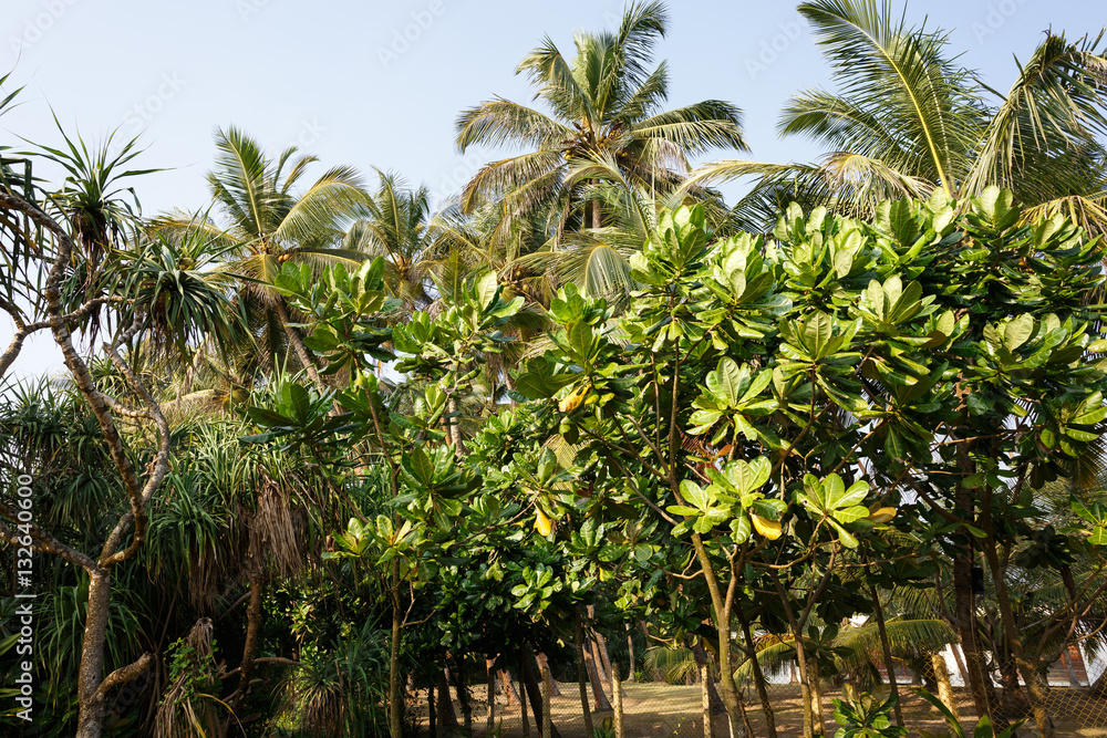 Obraz premium Palm trees, beach.