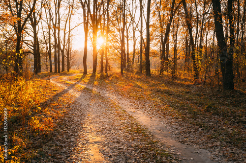 Winding Countryside Road Path Walkway Through Autumn Forest. Sunset