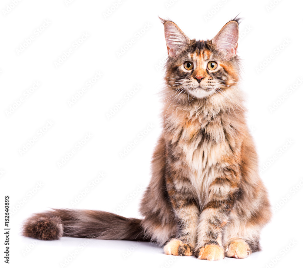 Portrait of domestic tortoiseshell Maine Coon kitten. Fluffy kitty isolated on white background. Cute young cat looking at camera.