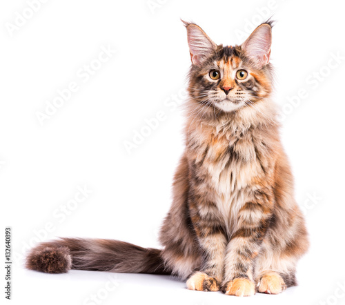 Portrait of domestic tortoiseshell Maine Coon kitten. Fluffy kitty isolated on white background. Cute young cat looking at camera.