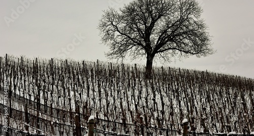 vignoble en hiver photo