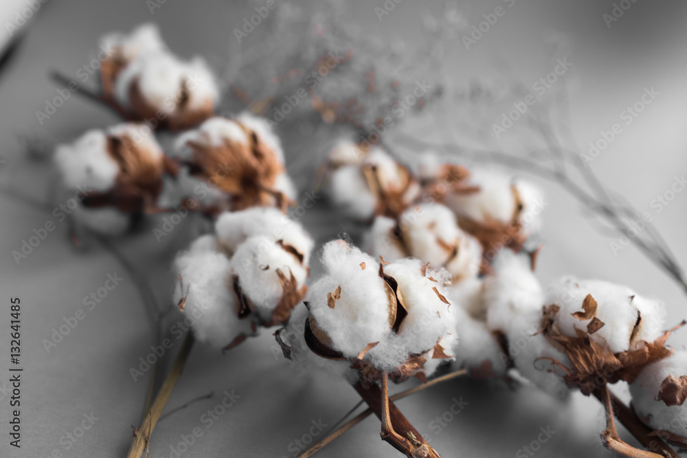 White background with branch of cotton plant. Good spring
