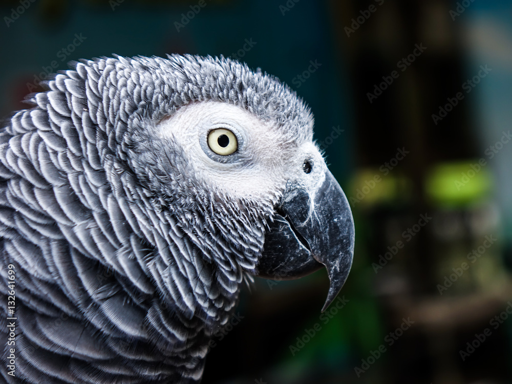 Fototapeta premium Parrot macaw in the zoo