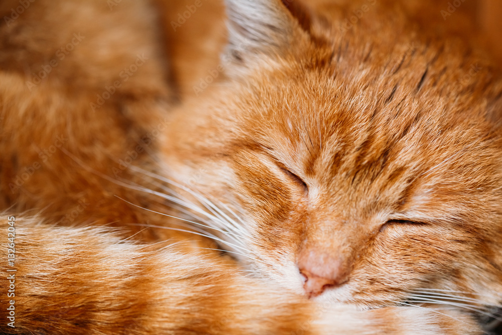 Fototapeta premium Close Up Of Peaceful Red Cat Curled Up Sleeping In His Bed