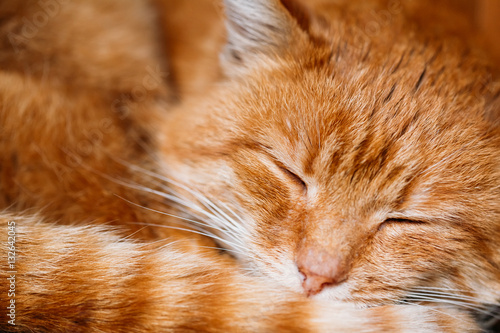 Close Up Of Peaceful Red Cat Curled Up Sleeping In His Bed