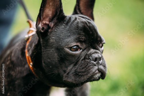 Young Black French Bulldog Dog In Green Grass © Grigory Bruev
