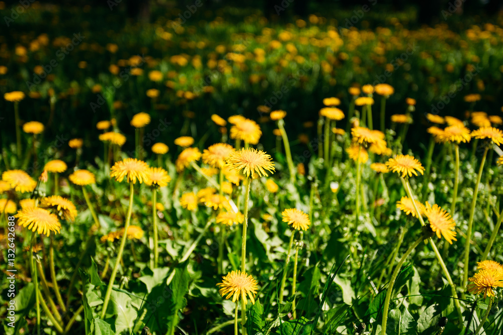 Obraz premium Spring yellow wild flowers dandelions field meadow