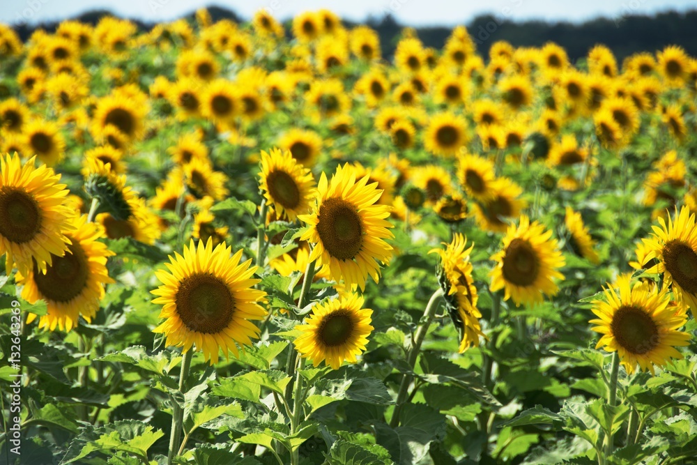 Fototapeta premium Sunflower Field
