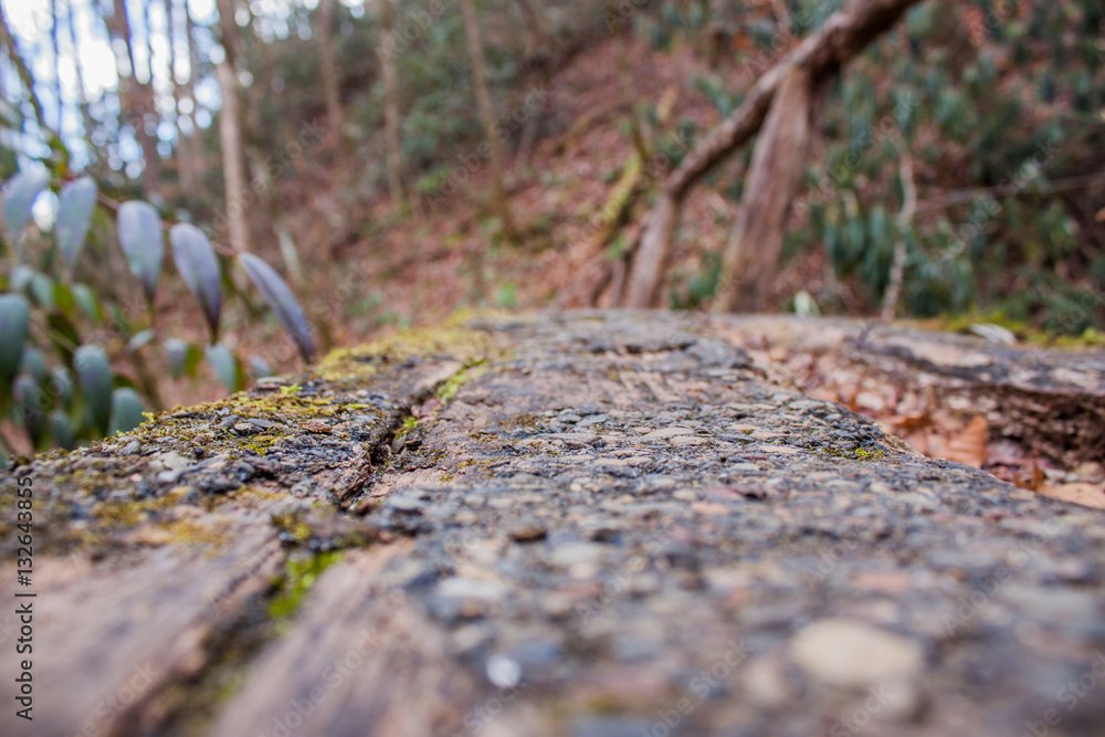 Nature Nature